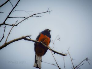 Misiones se suma al Gran Día de Observación de Aves con actividades abiertas al público