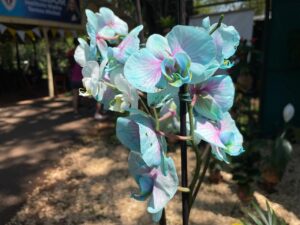 Tradición, naturaleza y cultura: Montecarlo celebra el éxito la Fiesta de la Flor y la Orquídea
