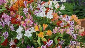 Tradición, naturaleza y cultura: Montecarlo celebra el éxito la Fiesta de la Flor y la Orquídea