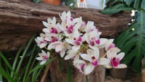 Tradición, naturaleza y cultura: Montecarlo celebra el éxito la Fiesta de la Flor y la Orquídea