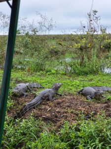 Nueva salida grupal a los Esteros del Iberá desde Posadas este 16 de mayo: últimos lugares disponibles