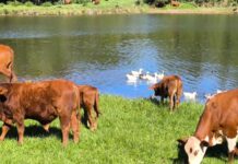 “Esencia Misionera”, una propuesta para recorrer la naturaleza y las tradiciones de Misiones