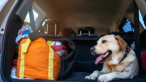 Viajar con mascotas